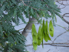 Chlorocarpa