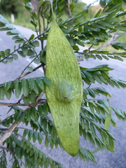 Chlorocarpa