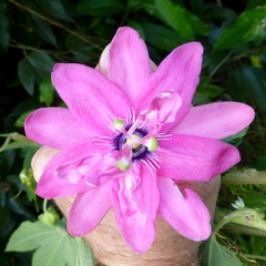 Passiflora × rosea
