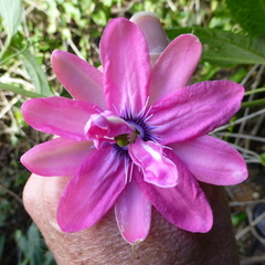Passiflora × rosea