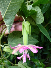Passiflora × rosea