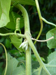 Passiflora × rosea