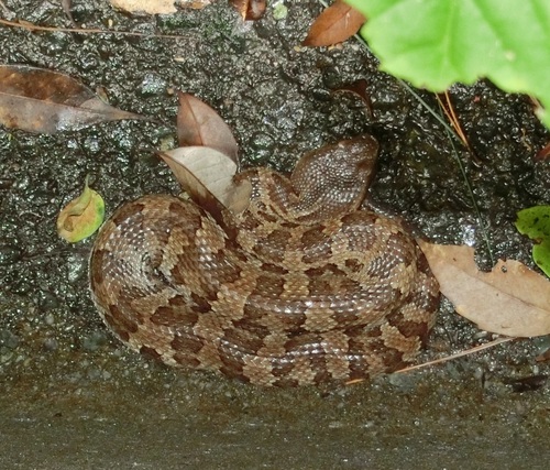 Photo of a Okinawa Pitviper (Ovophis okinavensis)