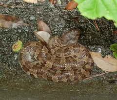Okinawa Pitviper photo 4