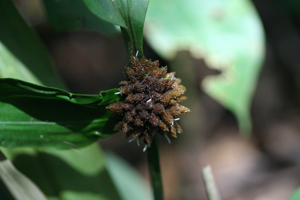 Mapania mannii from Haut - Nyong, Cameroon on June 7, 2022 at 12:49 PM ...