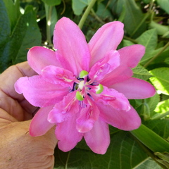 Passiflora × rosea