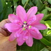 Passiflora × rosea - Photo (c) Murray NZ, some rights reserved (CC BY), uploaded by Murray NZ