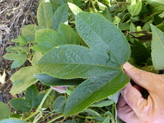 Passiflora × rosea