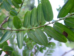 Chlorocarpa