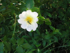 Callimus abdominalis