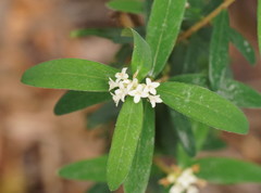 Pimelea drupacea