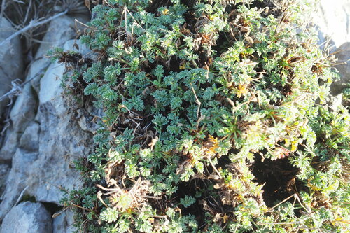 Rock stork's-bill (Erodium foetidum)