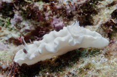 Glossodoris