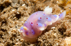 Goniobranchus thompsoni