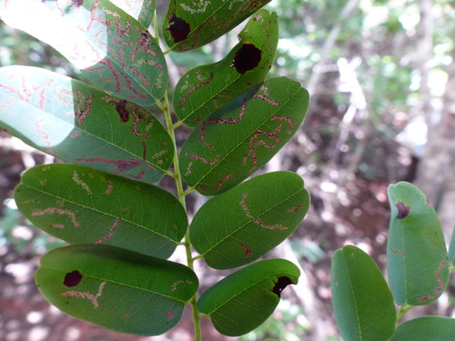 Dalbergia pervillei image