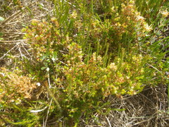 Agathosma ciliaris