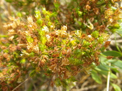 Agathosma ciliaris