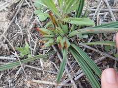 Babiana ringens australis