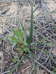 Babiana ringens australis