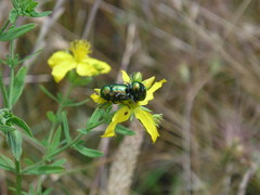 Cryptocephalus sericeus