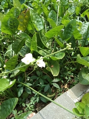 Echinodorus palifolius