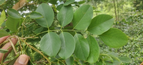 Image of Dalbergia latifolia by (c) T R Shankar Raman, some rights reserved (CC BY)