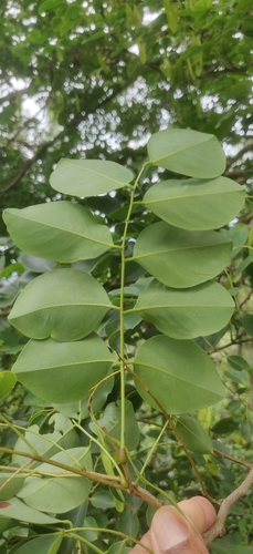Image of Dalbergia latifolia by (c) T R Shankar Raman, some rights reserved (CC BY)