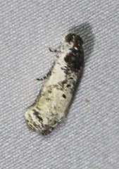 Oriodryas olbophora