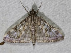 Dysallacta negatalis