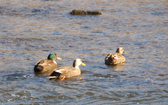 Anas platyrhynchos × zonorhyncha