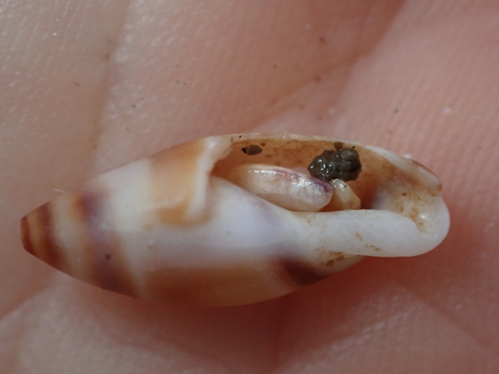 Amalda novaezelandiae