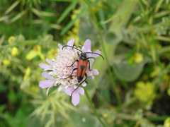 Stictoleptura cordigera