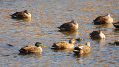 Anas platyrhynchos × zonorhyncha