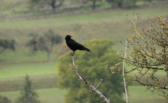 Corvus corone
