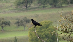 Corvus corone