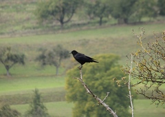Corvus corone