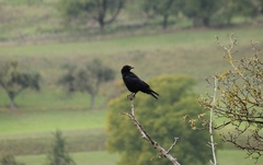 Corvus corone
