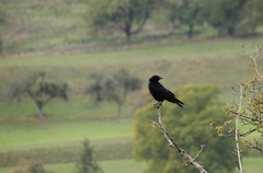 Corvus corone