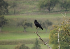 Corvus corone