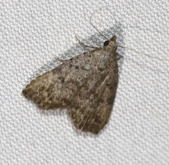 Tolpiodes oligolasia