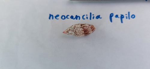 Neocancilla papilio observed 2021-07-06