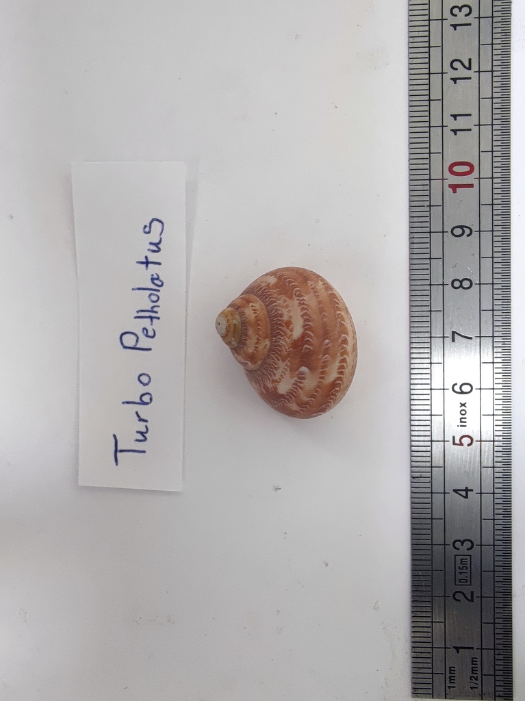 Tapestry Turban Snail from Îles du Vent, French Polynesia on May 7