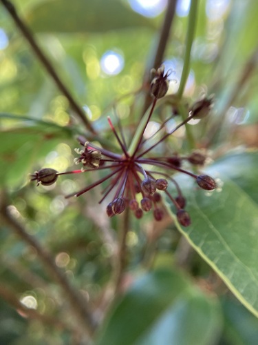 Smilax nervomarginata iNat (3)
