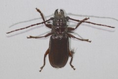 Cacodacnus planicollis