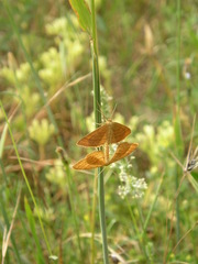Idaea ochrata