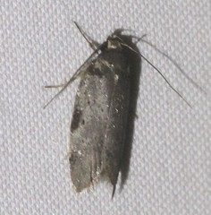 Philobota transversella