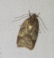 Oligoloba severa