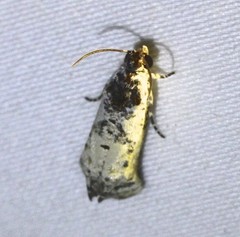 Oriodryas olbophora