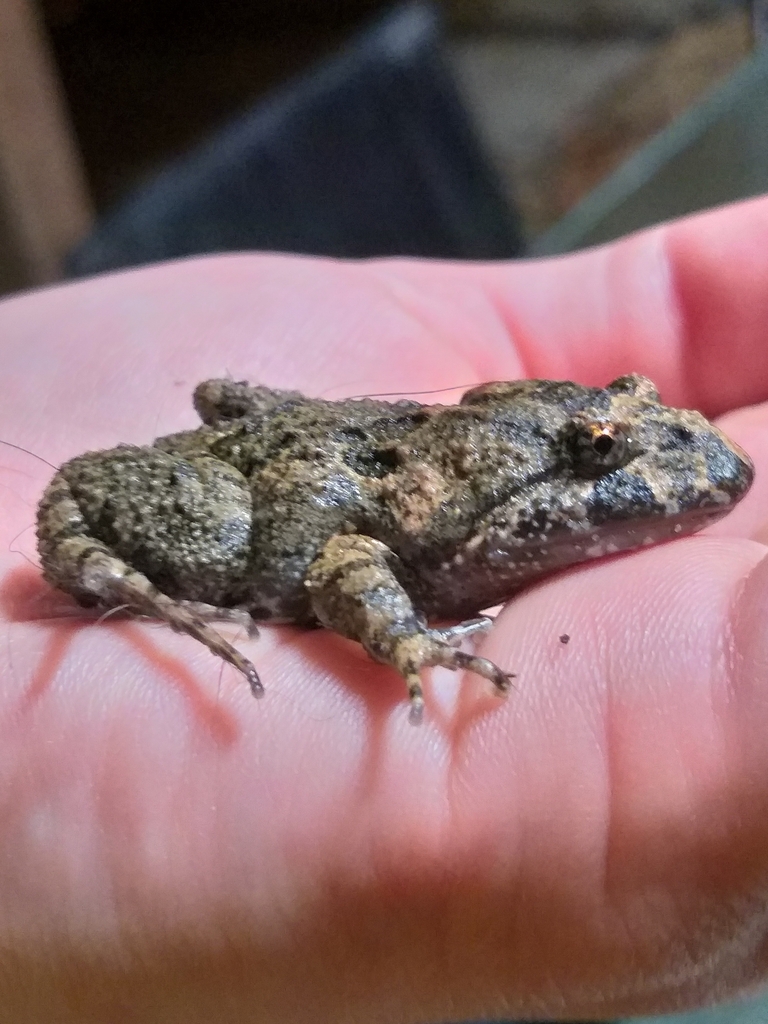 Tusked Frog from Landsborough QLD, Australia on October 9, 2018 at 08: ...