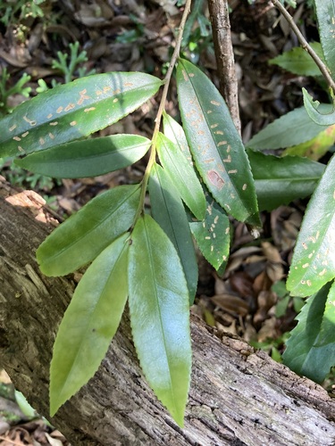 Adinandra ryukyuensis iNat (3)